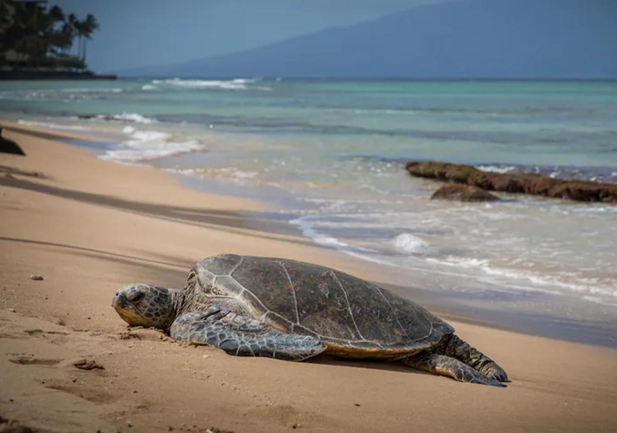 Central Kihei Gem! 3-Min Walk To The Beach & Shops Уайлеа Екстериор снимка